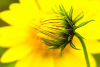 Amazing Facts About the Color Yellow